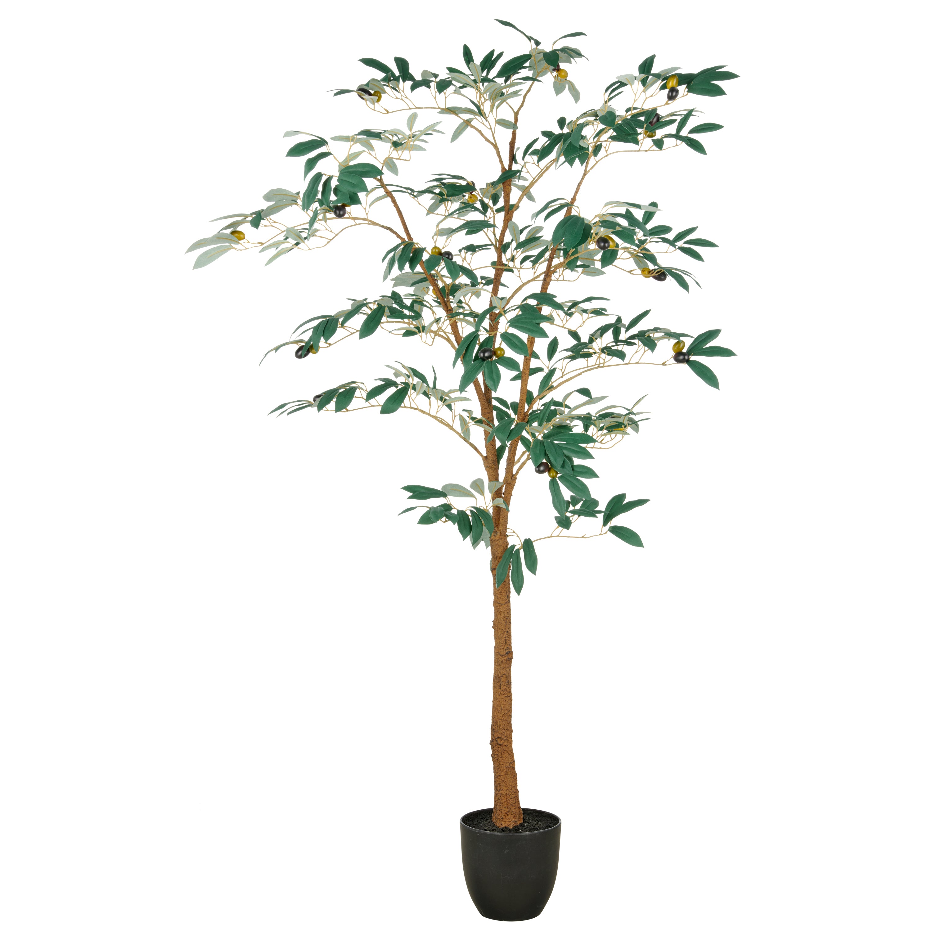 Olivenbaum x36 Fr., 570 Bl., 160cm, gruen, im Kunststofftopf 16x15cm mit Erde, UV-bestaendig