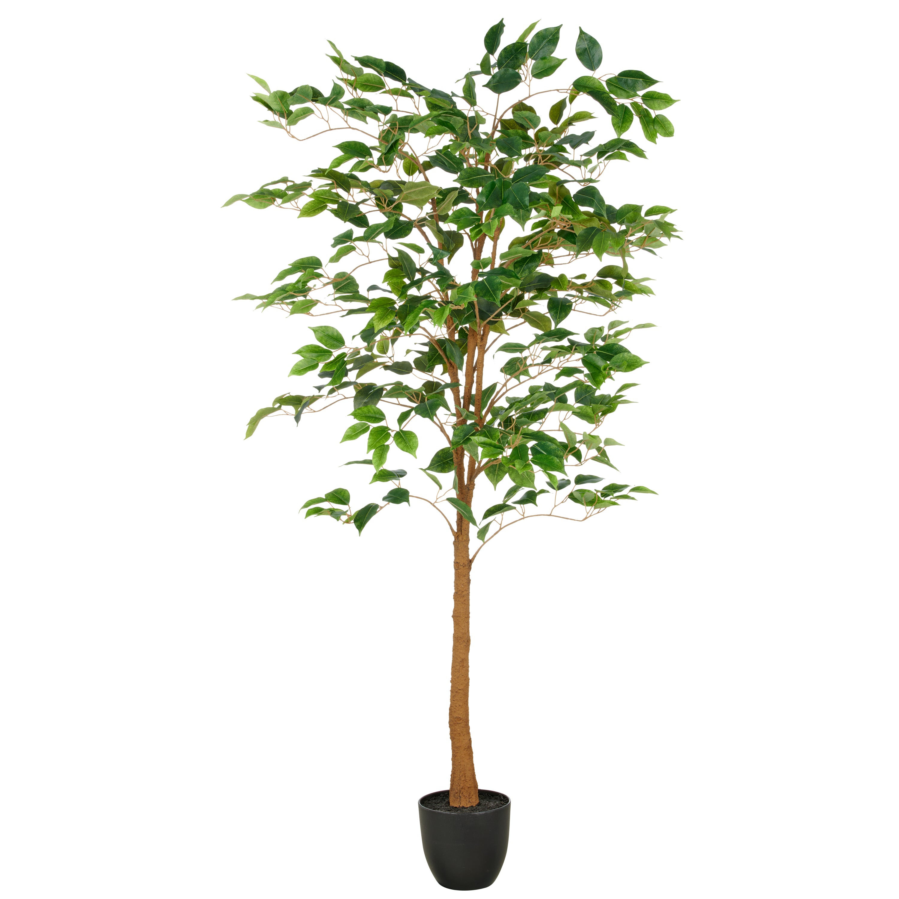 Ficus Benjamina, 570 Bl., 150cm, gruen, im Kunststofftopf 16x15cm mit Erde, UV-bestaendig