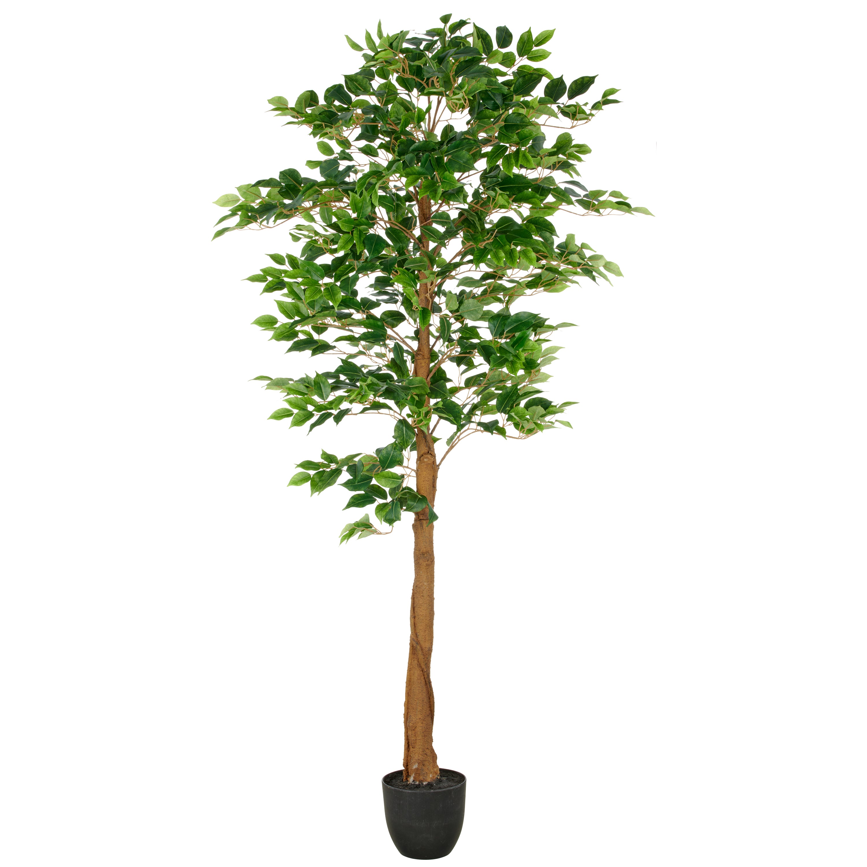 Ficus Benjamina, 840 Bl., 180cm, gruen, im Kunststofftopf 18x16,5cm mit Erde, UV-bestaendig