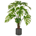 Split Philodendron x15, 100cm, gruen-weiss, im grauen Kunststofftopf 17,5x18cm mit Erde