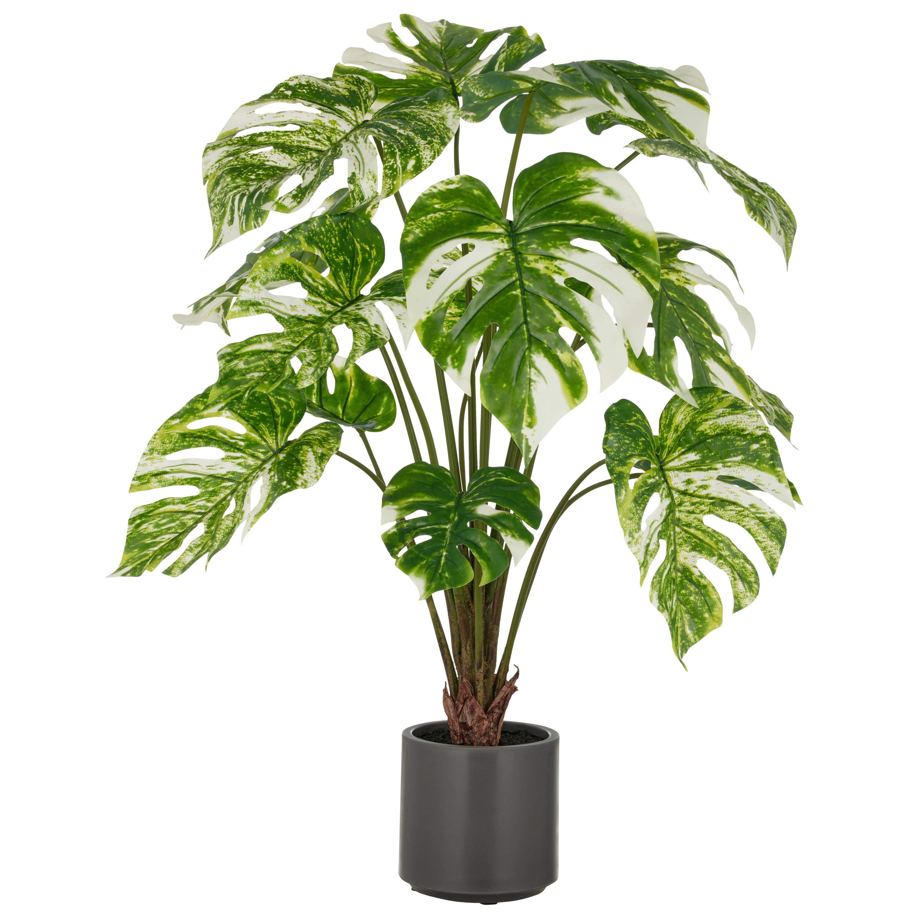 Split Philodendron x15, 100cm, gruen-weiss, im grauen Kunststofftopf 17,5x18cm mit Erde