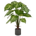 Philodendron Birkin x15, 100cm, gruen-weiss, im grauen Kunststofftopf 17,5x18cm mit Erde
