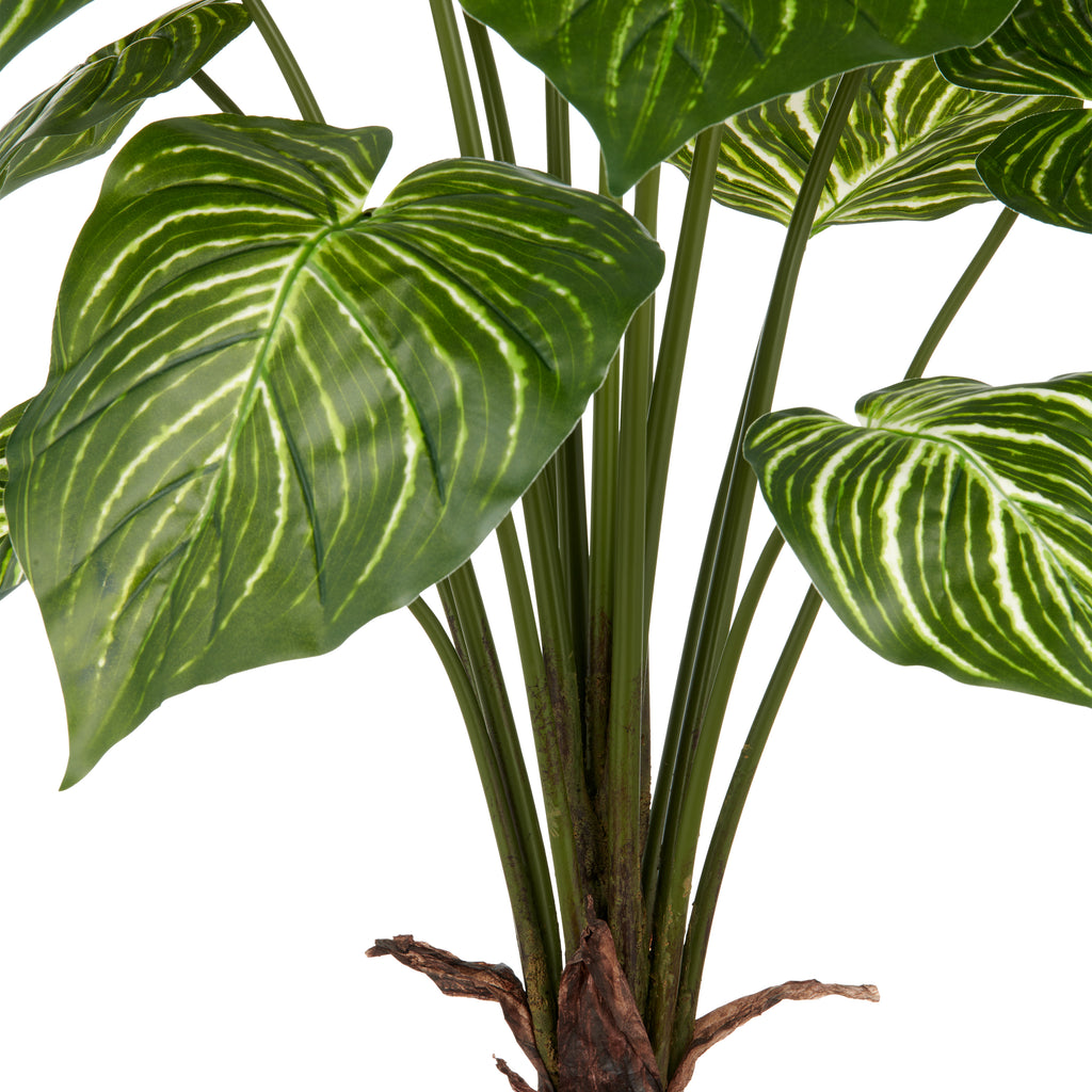 Philodendron Birkin x15, 100cm, gruen-weiss, im grauen Kunststofftopf 17,5x18cm mit Erde