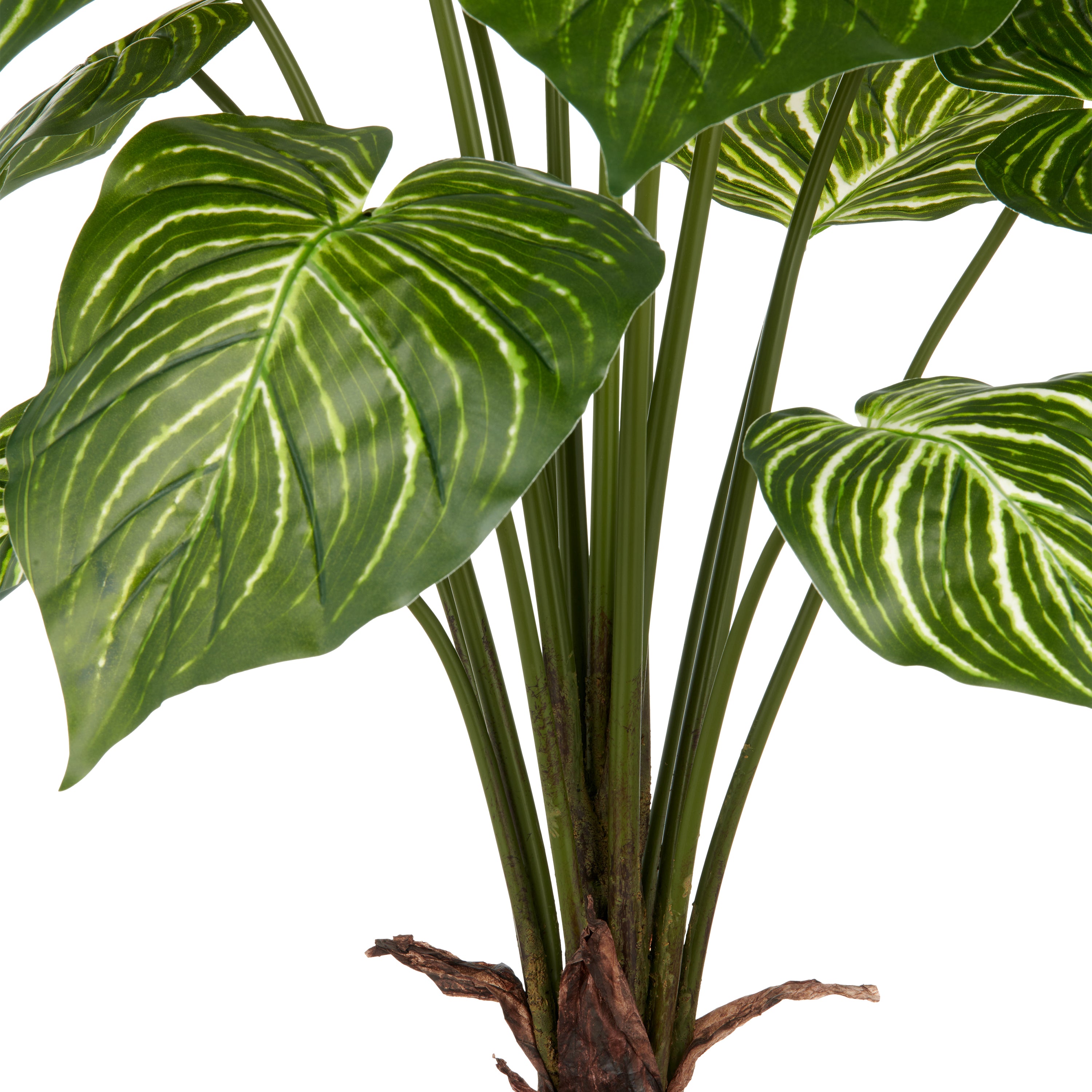Philodendron Birkin x15, 100cm, gruen-weiss, im grauen Kunststofftopf 17,5x18cm mit Erde