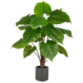 Alocasia Wentii x15, 100cm, gruen, im grauen Kunststofftopf 17,5x18cm mit Erde