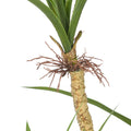 Dracaena marginata x6, 140cm, gruen, Kunststoff, im Kunststofftopf 15x12cm