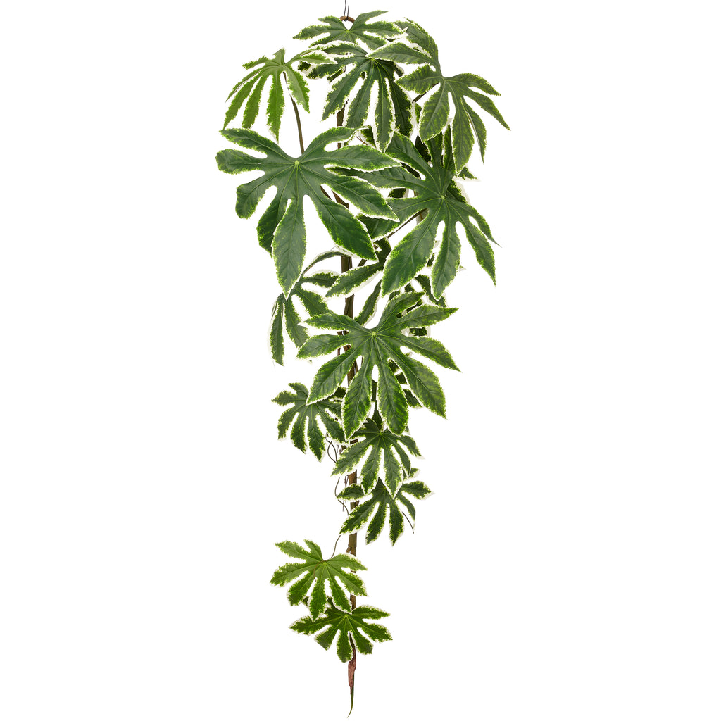 Aralia elata Haenger x16, 120cm, gruen-weiss