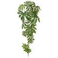 Aralia elata Haenger x16, 120cm, gruen-weiss