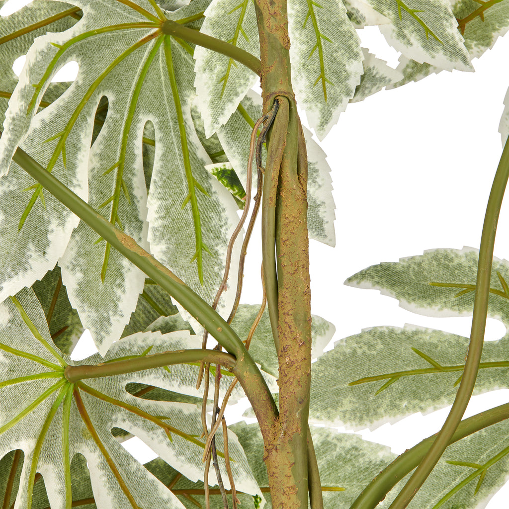 Aralia elata Haenger x16, 120cm, gruen-weiss