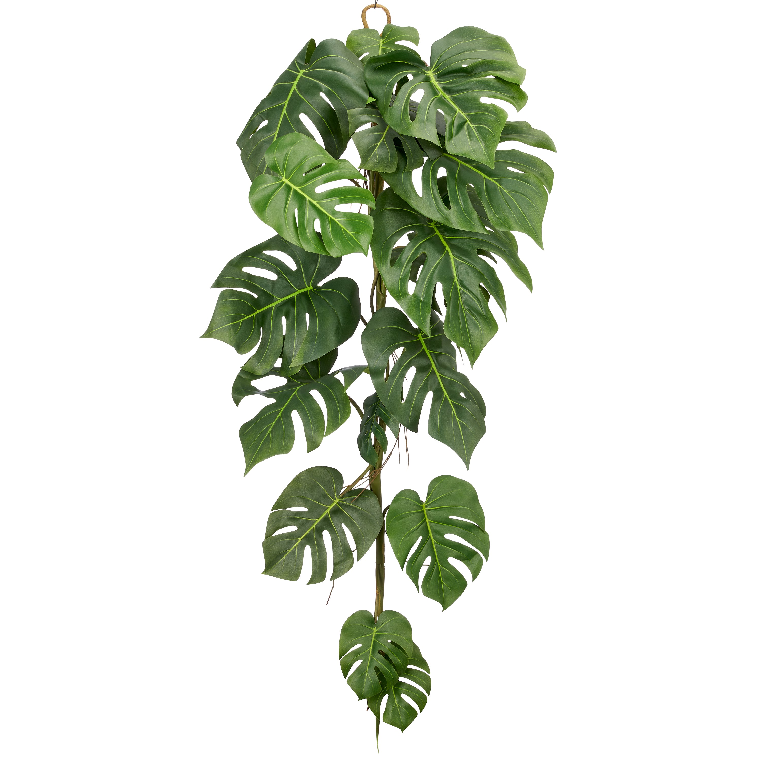 Split Philodendron Haenger x16, 120cm, gruen