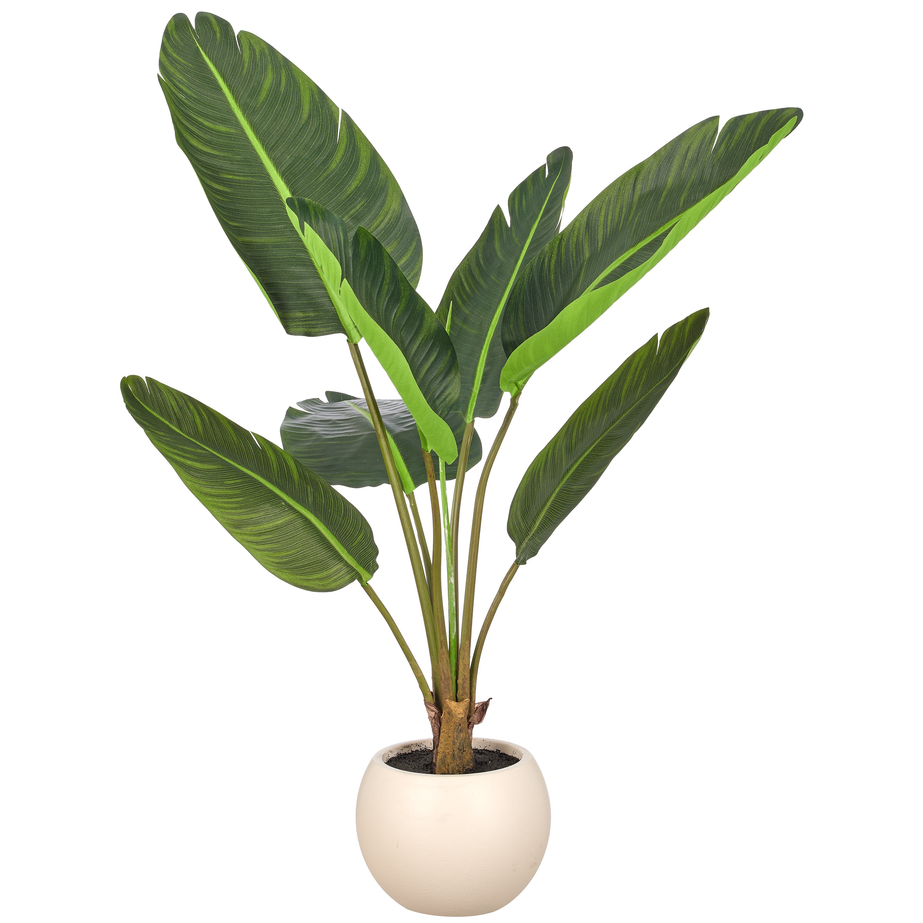 Strelitzia nicolai x7, 100cm, gruen, im Kunststofftopf creme 22x17cm