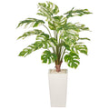 Monstera variegata x15, 120cm, gruen-weiss, im weissen Kunststofftopf 22x40cm mit Kies
