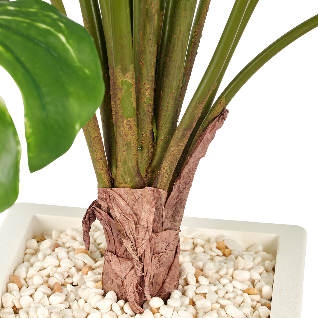 Monstera variegata x15, 120cm, gruen-weiss, im weissen Kunststofftopf 22x40cm mit Kies