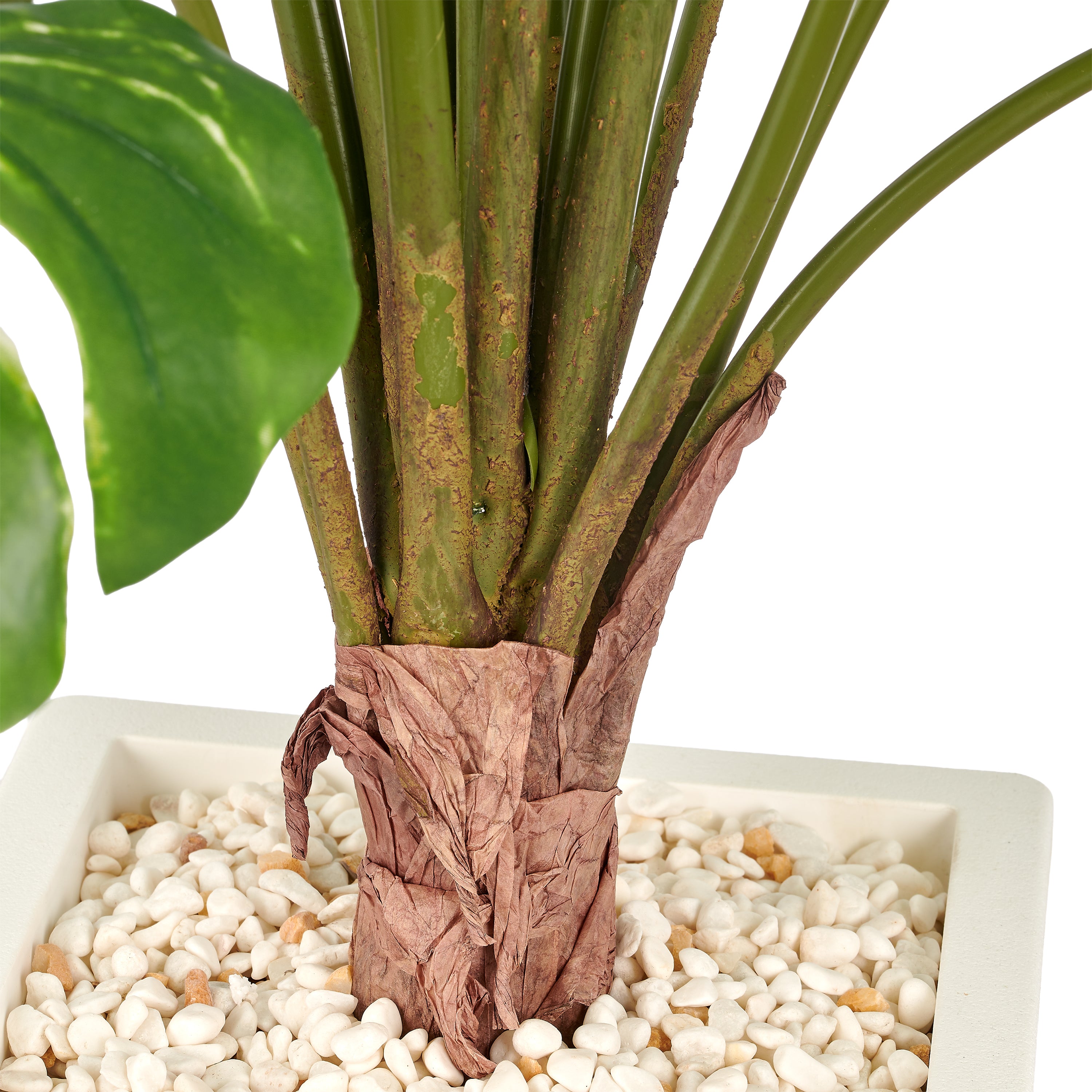Monstera variegata x15, 120cm, gruen-weiss, im weissen Kunststofftopf 22x40cm mit Kies