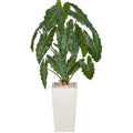 Alocasia wentii x15, 110cm, gruen, im weissen Kunststofftopf 22x40cm mit Kies