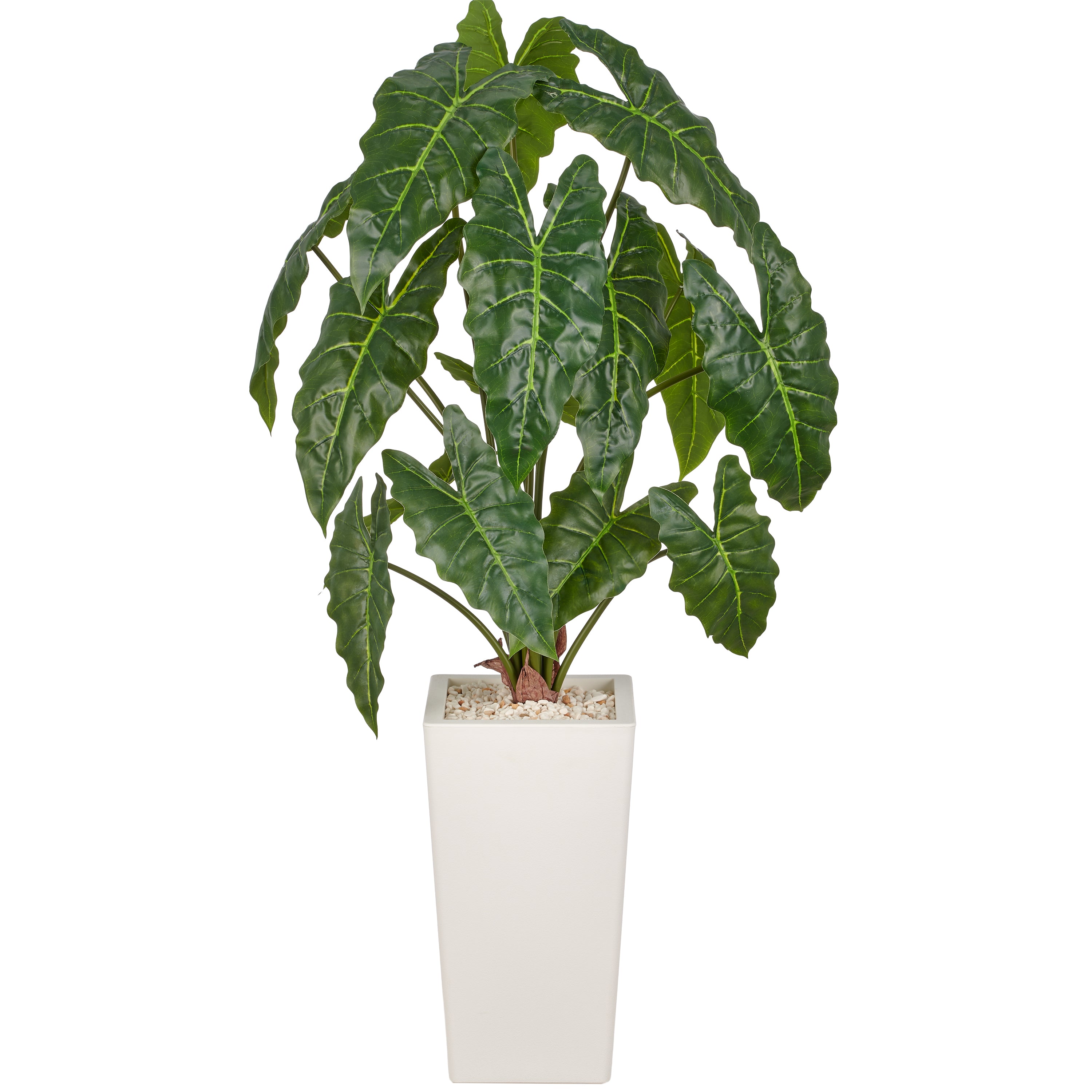 Alocasia wentii x15, 110cm, gruen, im weissen Kunststofftopf 22x40cm mit Kies