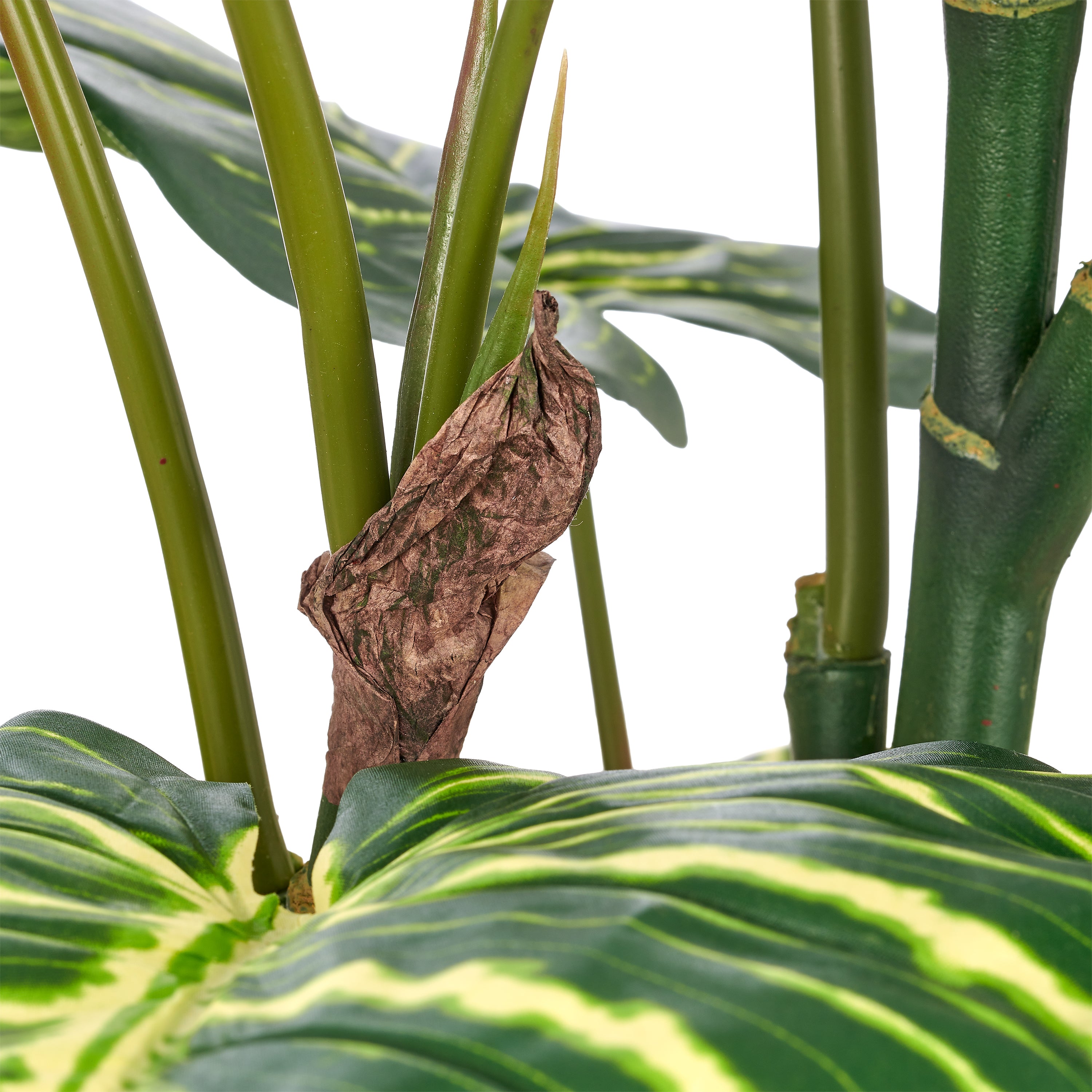 Philodendron birkin, 16 Bl., 120cm, gruen-weiss, im Kunststofftopf creme 21x22cm