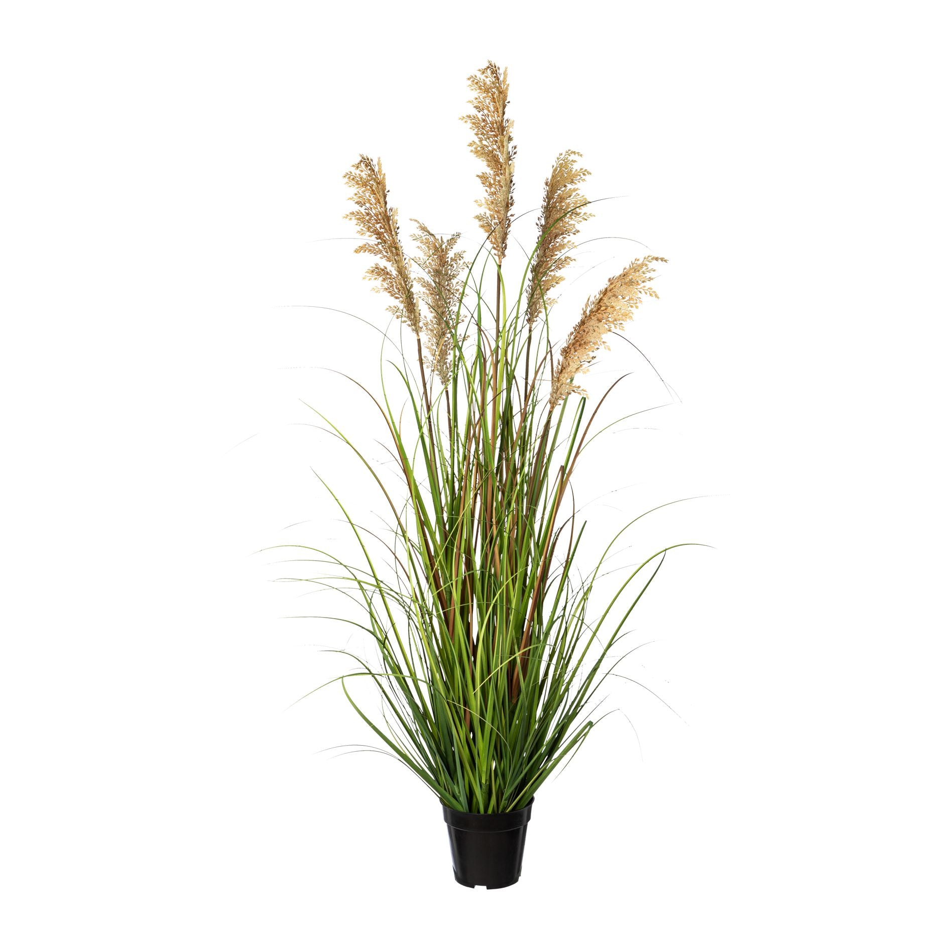 Rispenhirse im Topf, 122cm, gruen