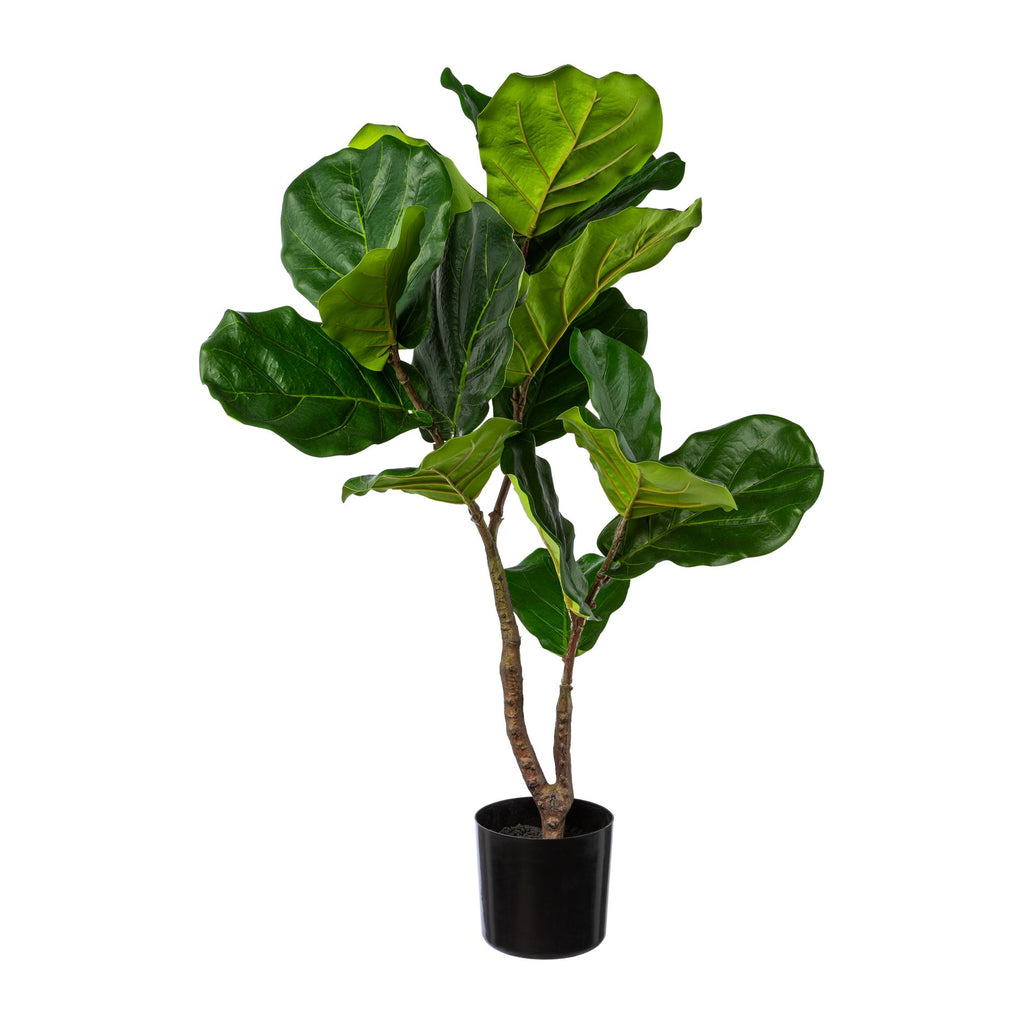Ficus Iyrata im Topf, 80cm, gruen
