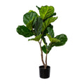 Ficus Iyrata im Topf, 80cm, gruen