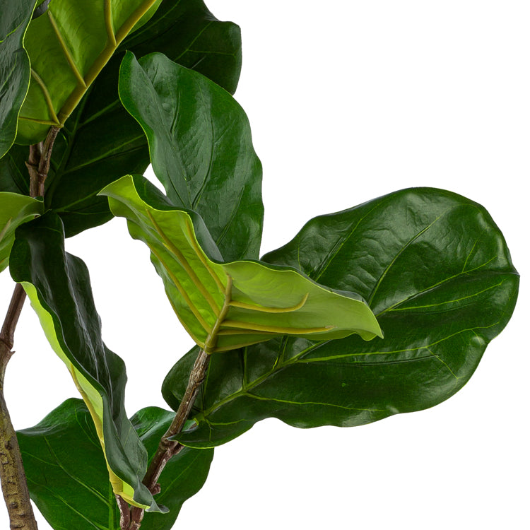 Ficus Iyrata im Topf, 80cm, gruen