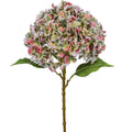 Hortensie Gigant, 73cm, bunt