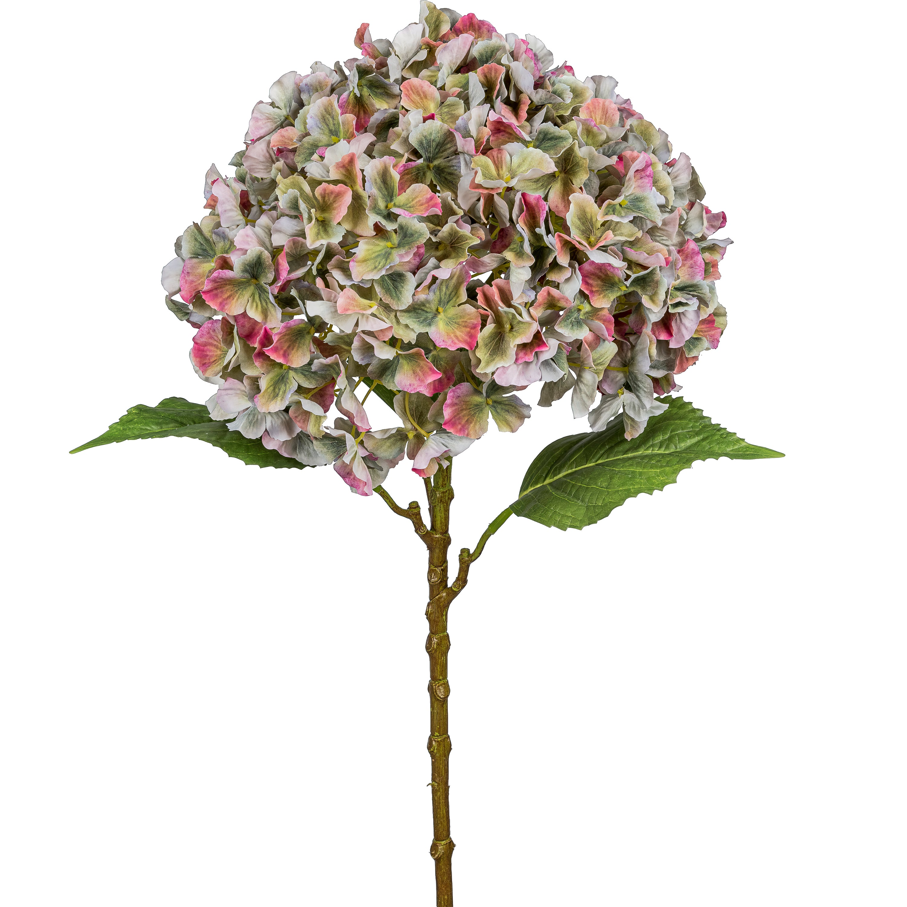 Hortensie Gigant, 73cm, bunt