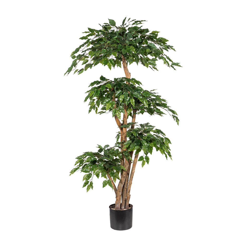 Ficus Benj. x5, ca 170cm gruen, Naturstamm, im Topf, Kunststoffblaetter