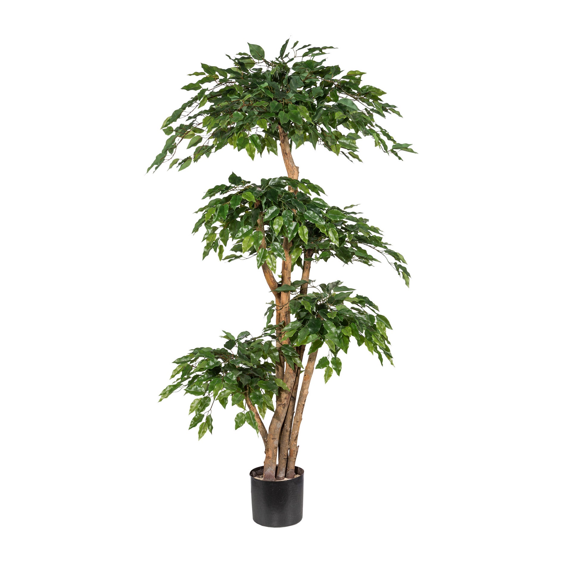 Ficus Benj. x5, ca 170cm gruen, Naturstamm, im Topf, Kunststoffblaetter