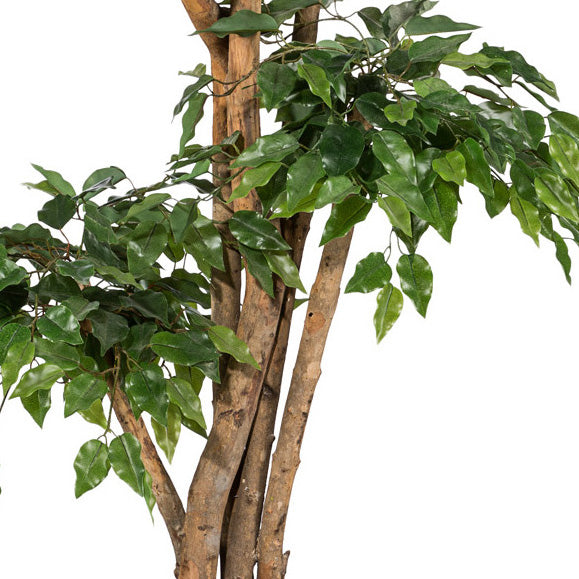 Ficus Benj. x5, ca 170cm gruen, Naturstamm, im Topf, Kunststoffblaetter