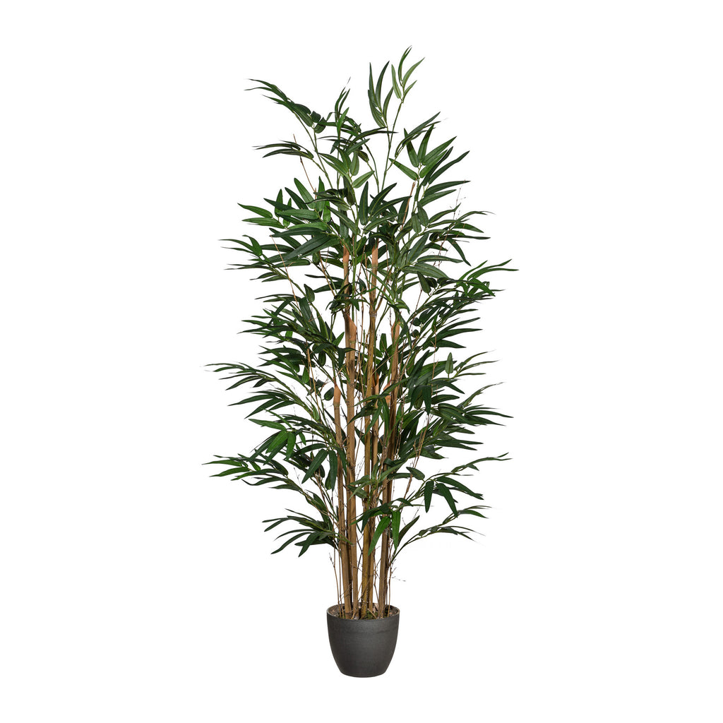 Bambus x7, ca 120cm, 560 Bl., im runden Kunststofftopf