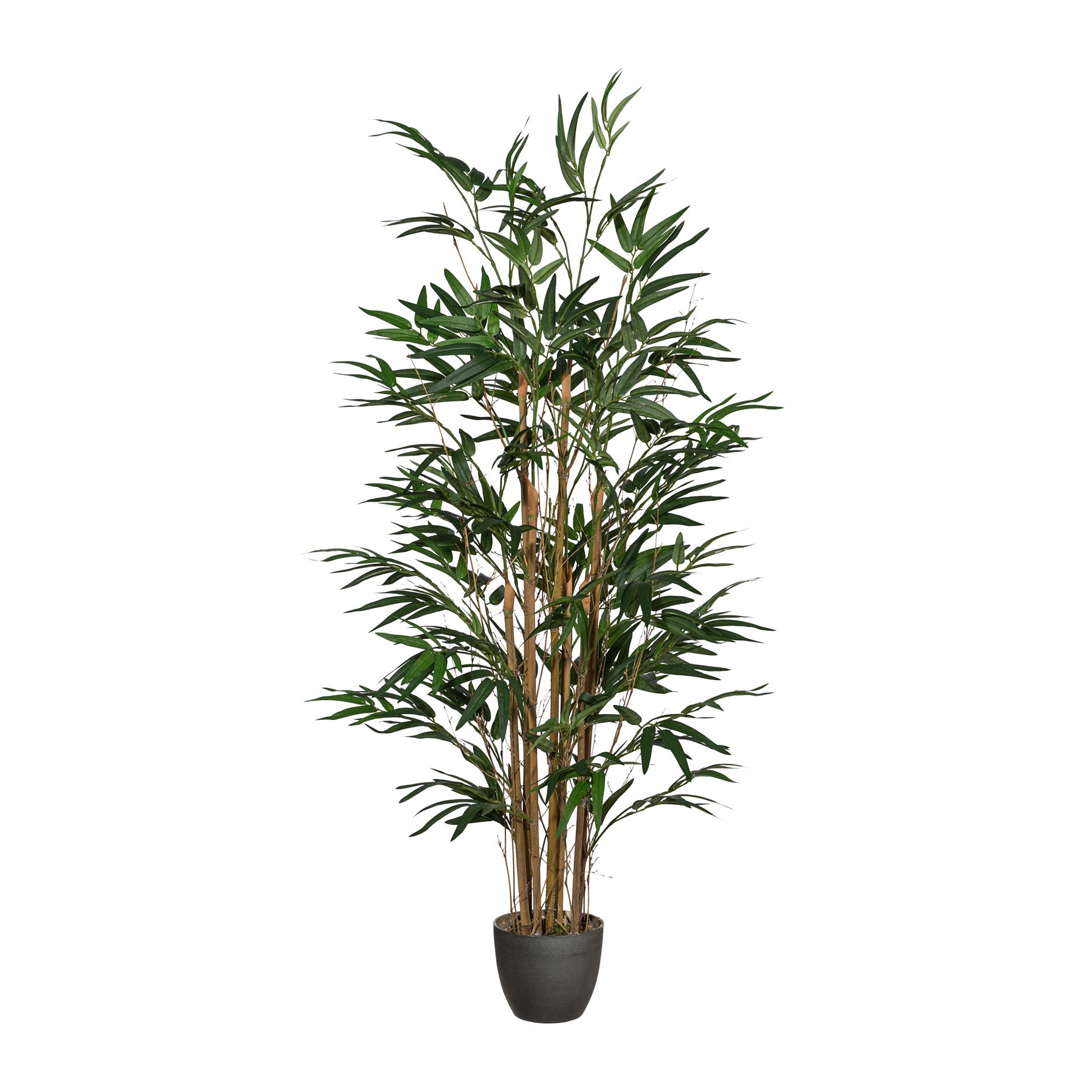 Bambus x7, ca 120cm, 560 Bl., im runden Kunststofftopf