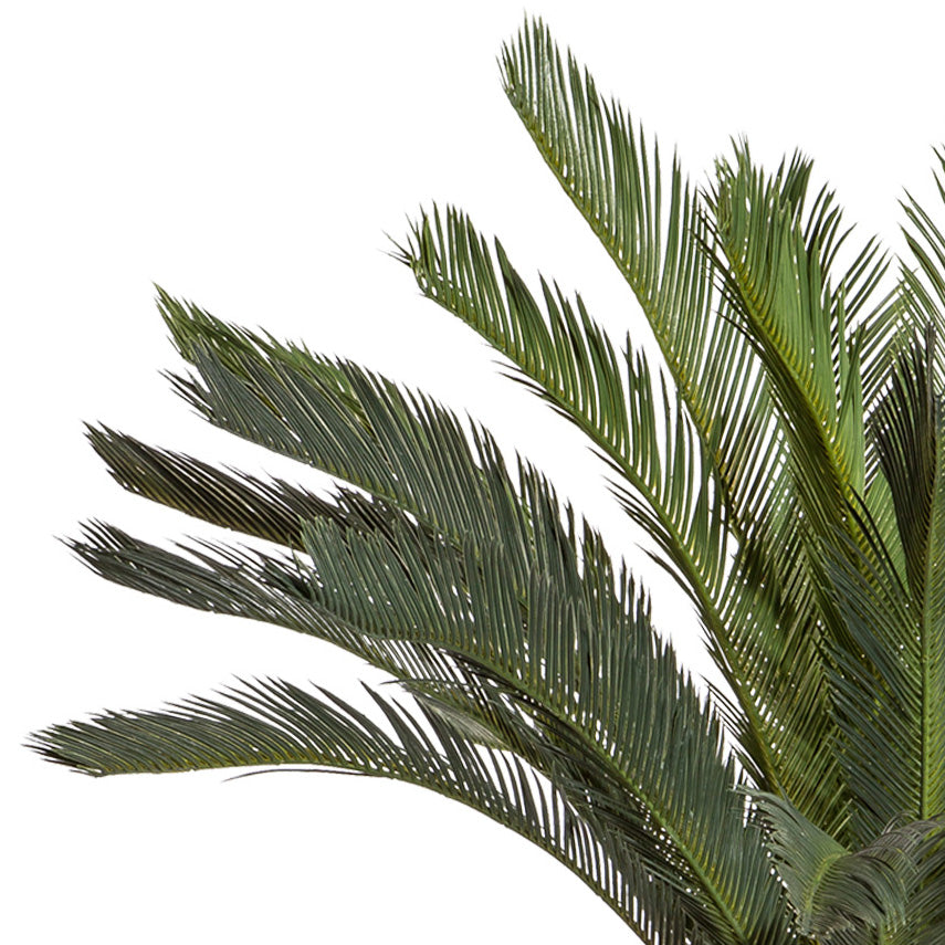 Cycaspalme x32, 130cm, gruen, im Kunststofftopf 28x17,5cm