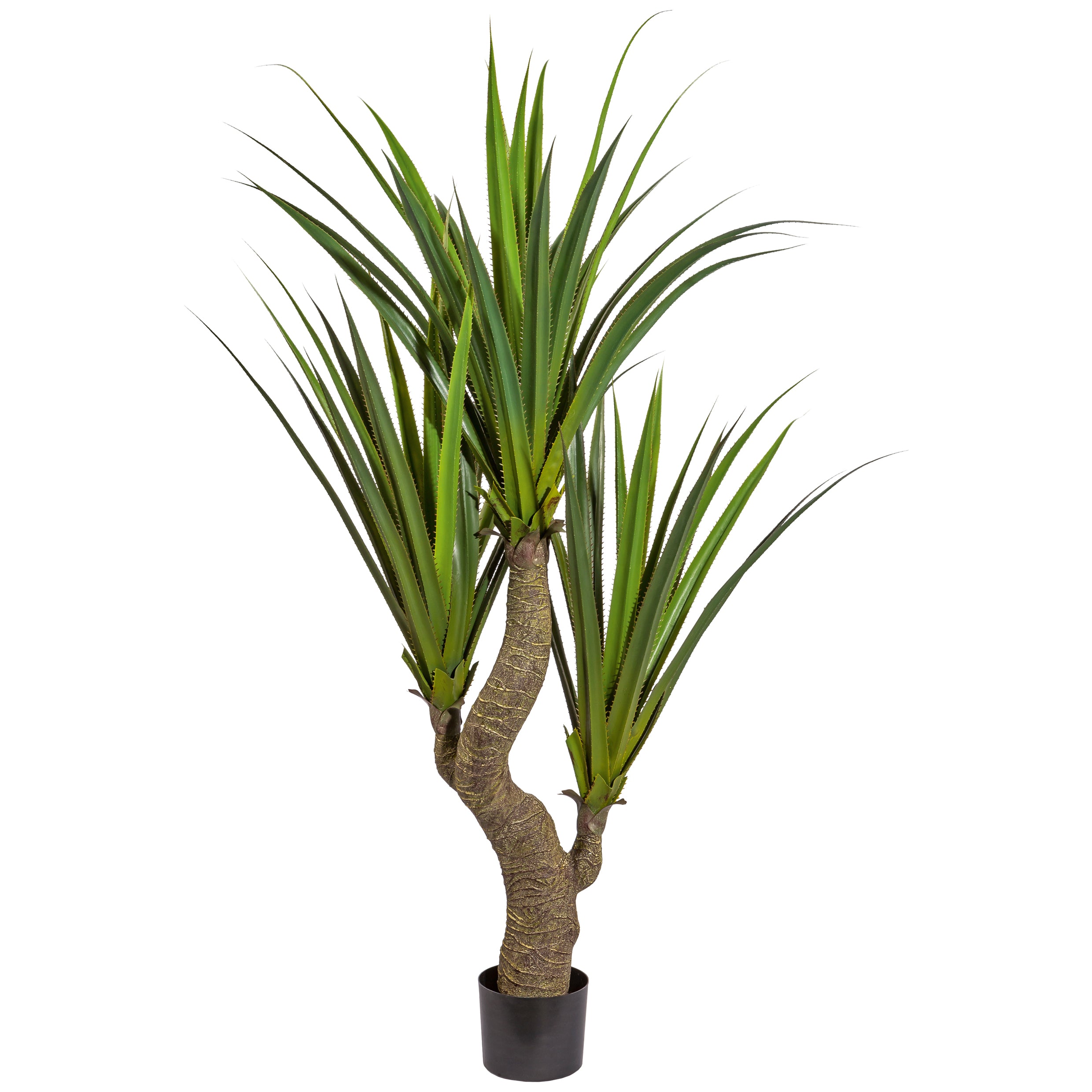 Agave x3, ca 160cm, gruen, auf Stamm, im Kunststofftopf 15x14cm
