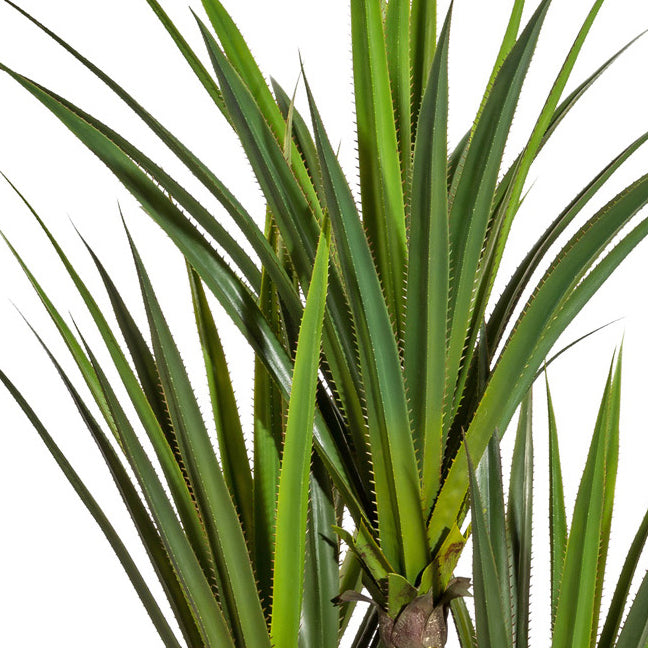 Agave x3, ca 160cm, gruen, auf Stamm, im Kunststofftopf 15x14cm