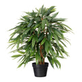 Weeping-Ficus, 80cm, im einf. Kunststofftopf