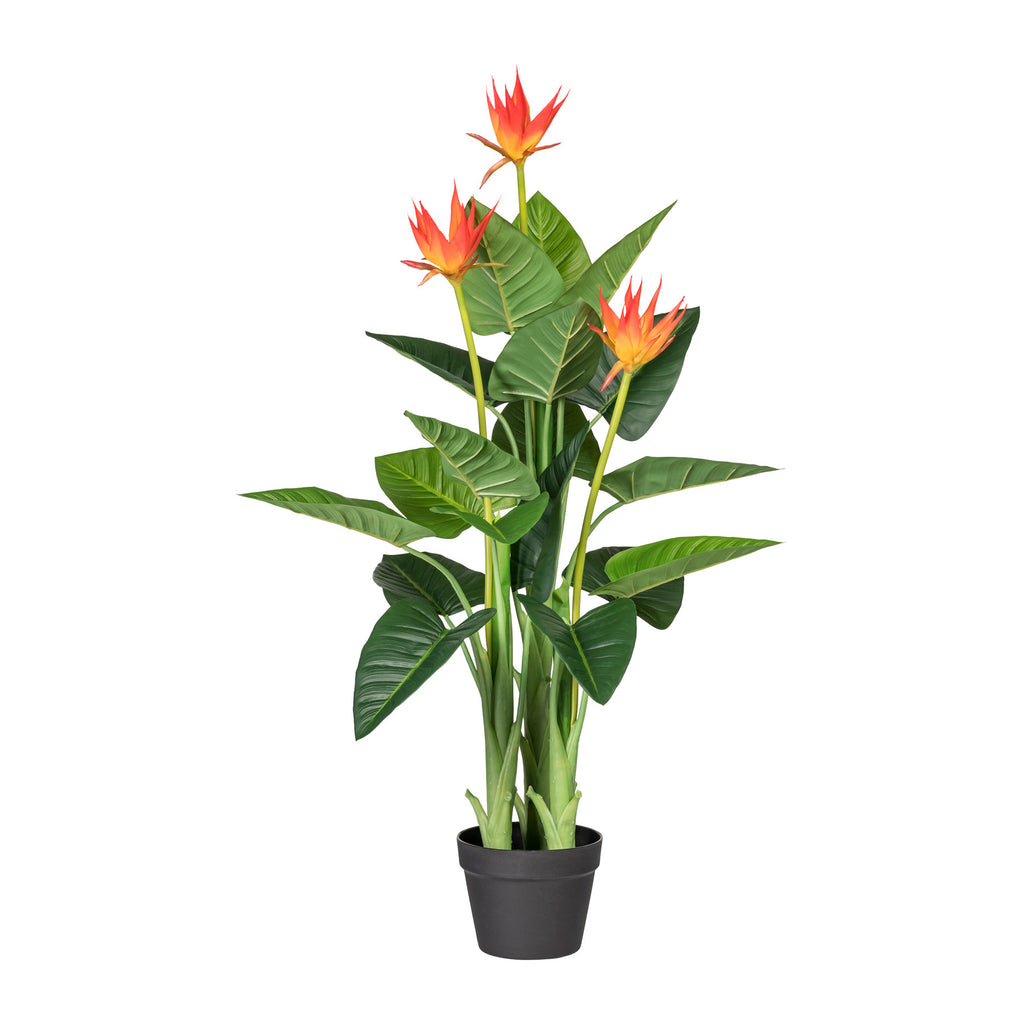 Guzmania x3, ca 105cm, orange, 21 Blaetter, im Kunststofftopf