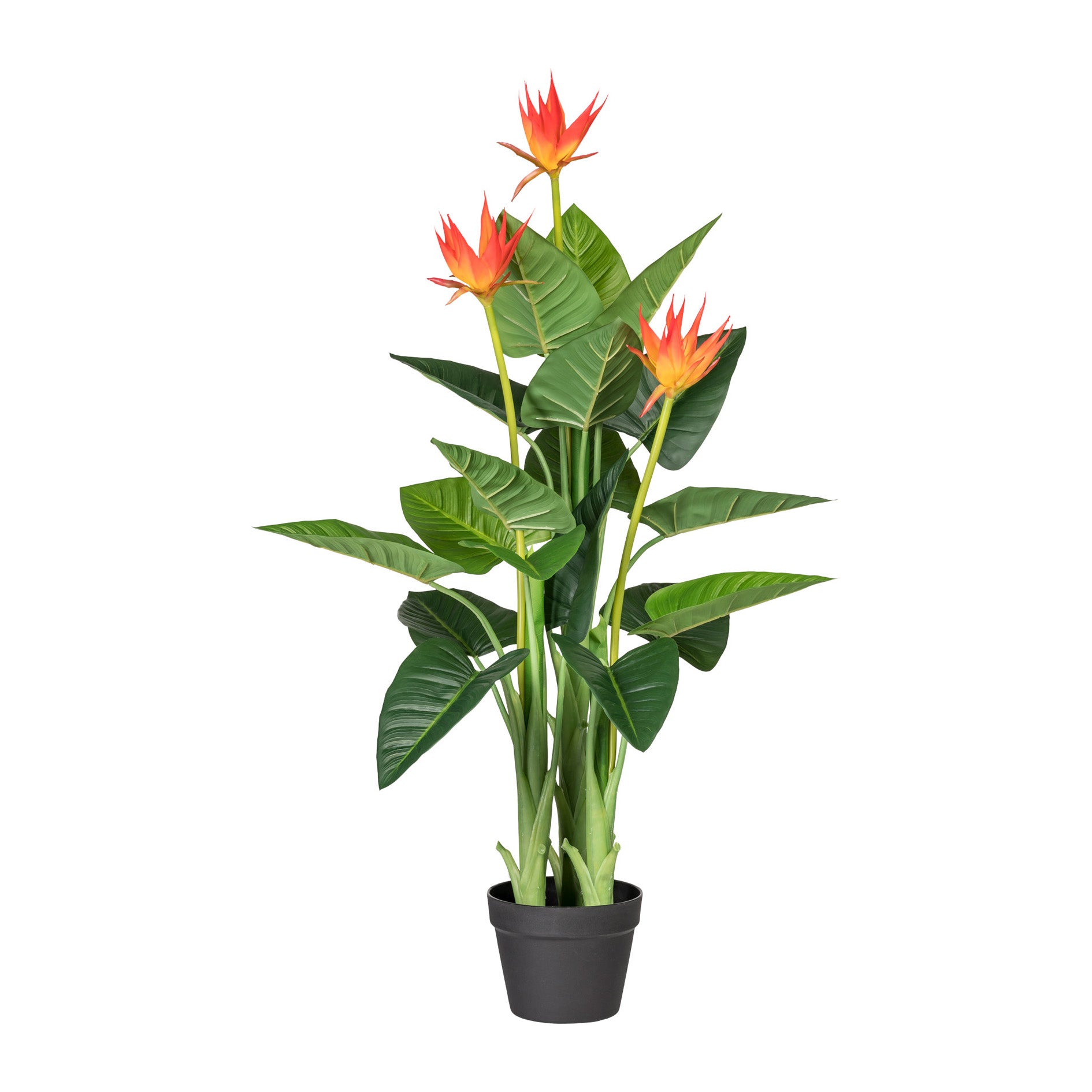 Guzmania x3, ca 105cm, orange, 21 Blaetter, im Kunststofftopf
