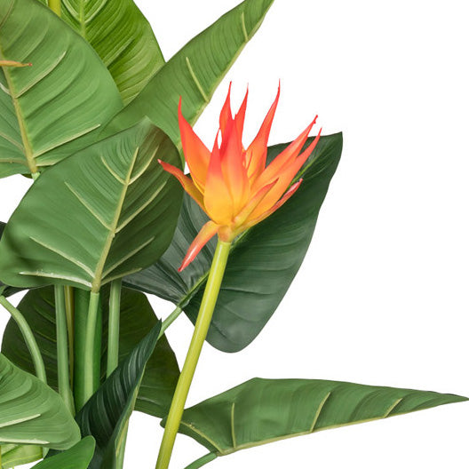 Guzmania x3, ca 105cm, orange, 21 Blaetter, im Kunststofftopf