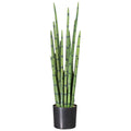 Sansevieria cylindrica x21, 100cm, PU, gruen, im einf. Kunststofftopf HD 17x18