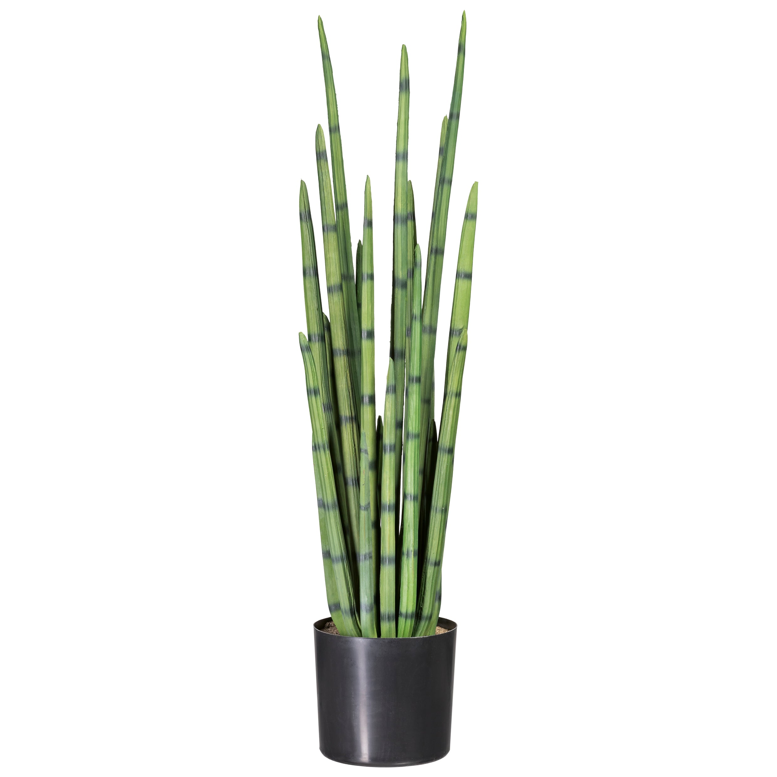 Sansevieria cylindrica x21, 100cm, PU, gruen, im einf. Kunststofftopf HD 17x18