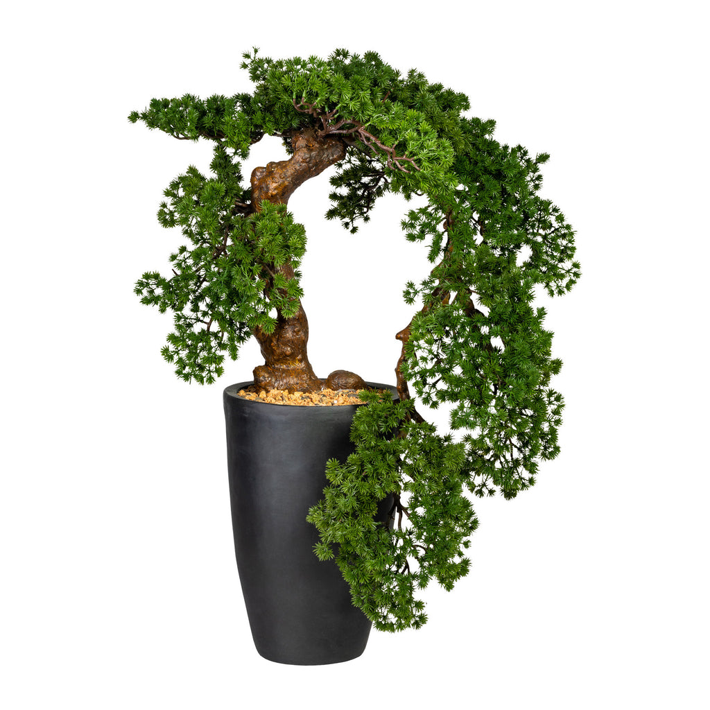Bonsai Laerche Han-Kengai, ca 90cm, gruen, im schwarzen Magnesiatopf 28x40cm