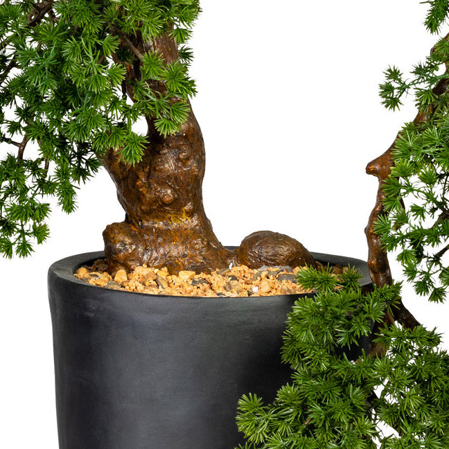 Bonsai Laerche Han-Kengai, ca 90cm, gruen, im schwarzen Magnesiatopf 28x40cm