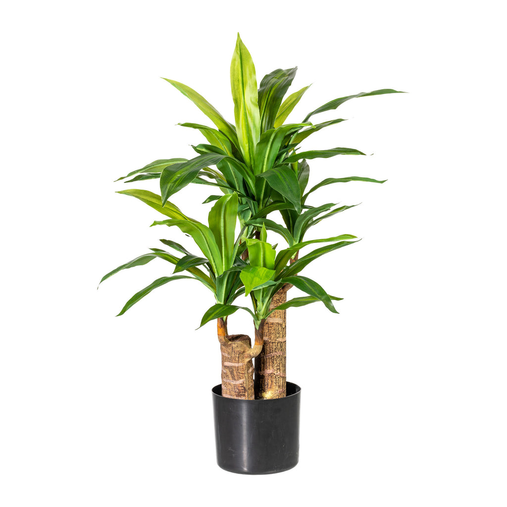 Dracaena x2, 66 Bl., ca 80cm, gruen, im Kunststofftopf 15cm, D17cm,schwarz, mit Erde