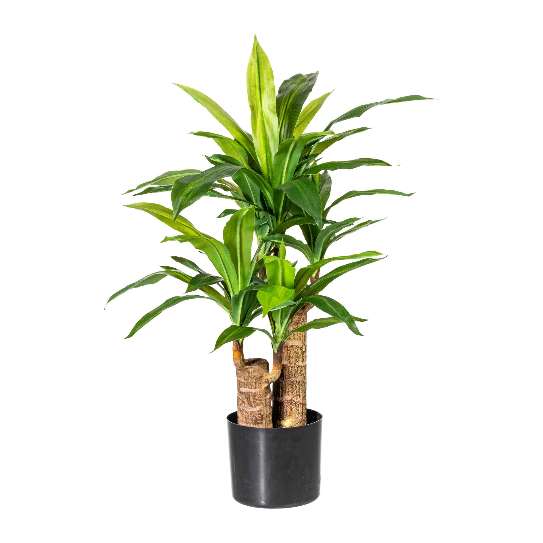 Dracaena x2, 66 Bl., ca 80cm, gruen, im Kunststofftopf 15cm, D17cm,schwarz, mit Erde