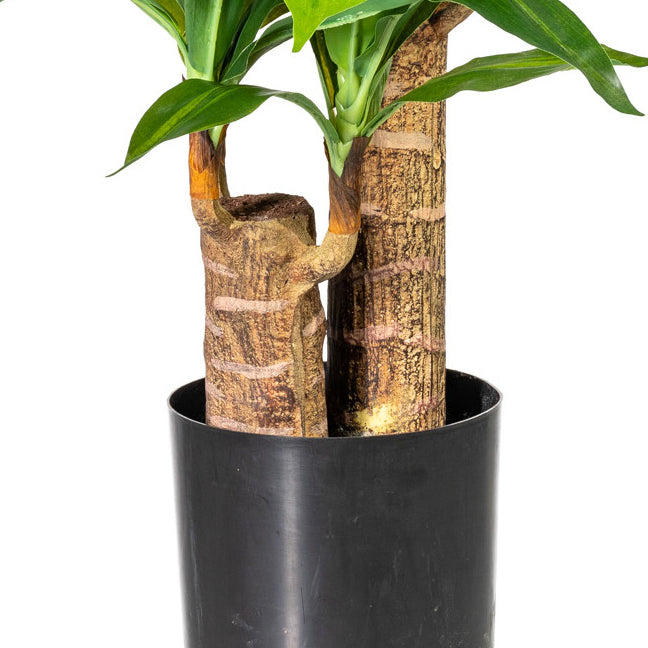 Dracaena x2, 66 Bl., ca 80cm, gruen, im Kunststofftopf 15cm, D17cm,schwarz, mit Erde