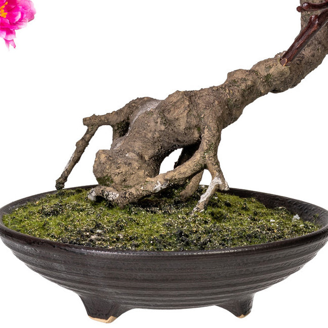 Bonsai cerasum,pink ca 50cm, in Zementschale braun 20x6cm