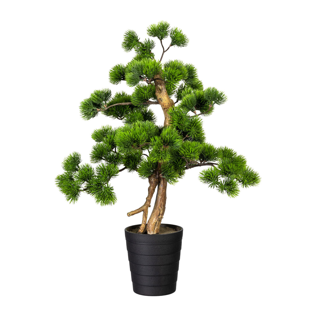 Bonsai Kiefer ca 60x40cm, im Kunststofftopf 13,5x15cm schwarz, Kunststoff