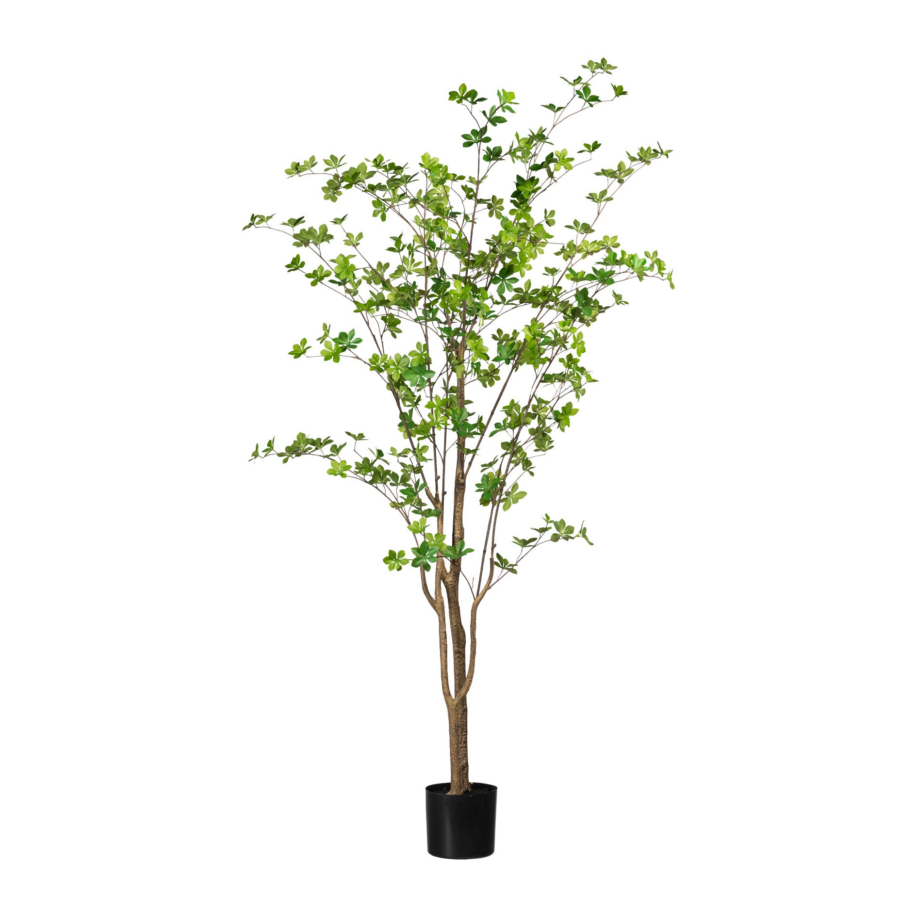 Louisiana-Baum, gruen 180cm, im einf. Kunststofftopf 17x14cm, PU-Stamm