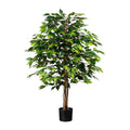 Ficus Benjamini, 120cm, gruen, Naturstamm,1260 Bl., im Topf 15x13cm